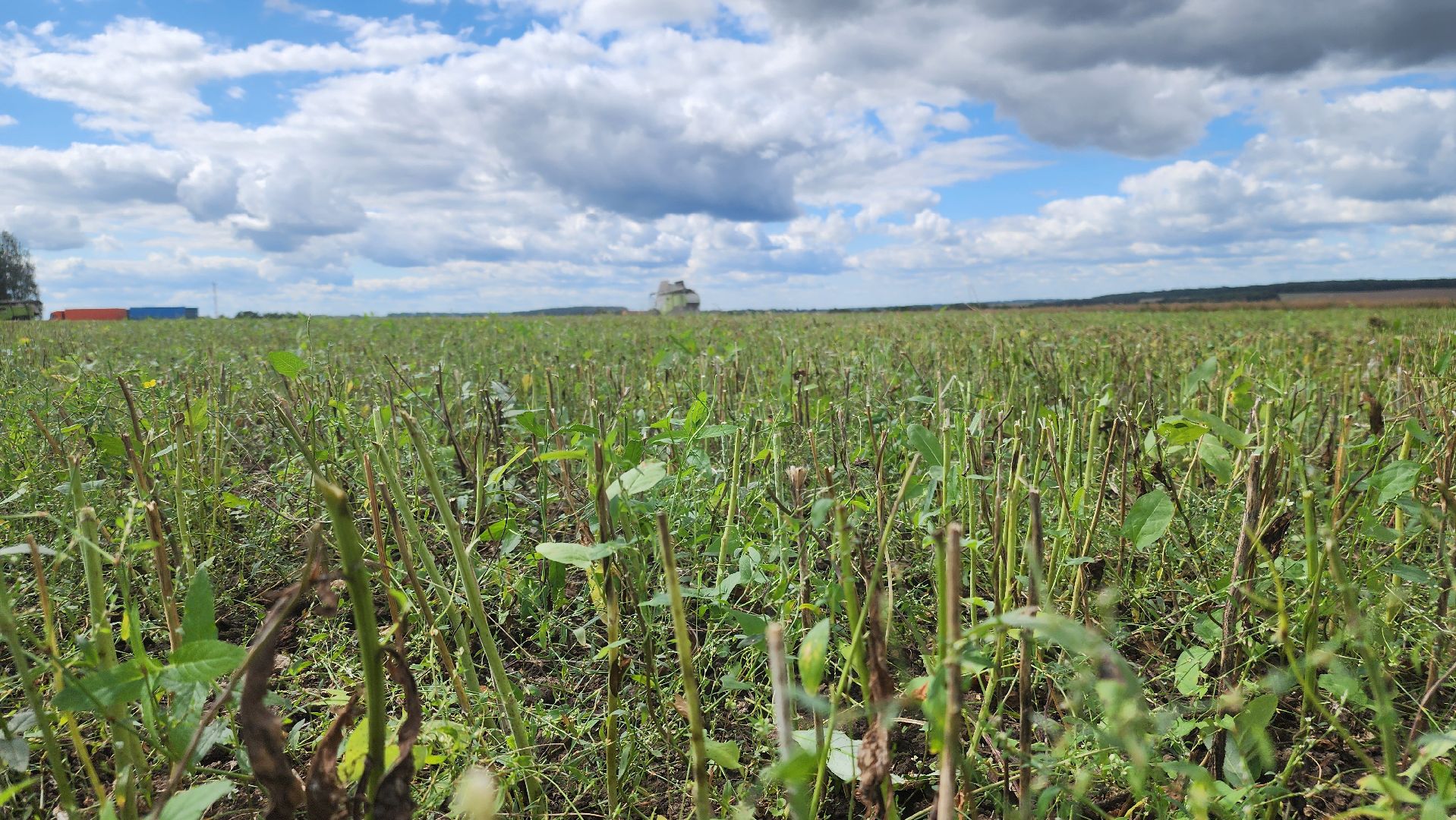 Зарайск, Сельское хозяйство, Уборочная кампания, Туламашагро, Уборка рапса в Зарайске,