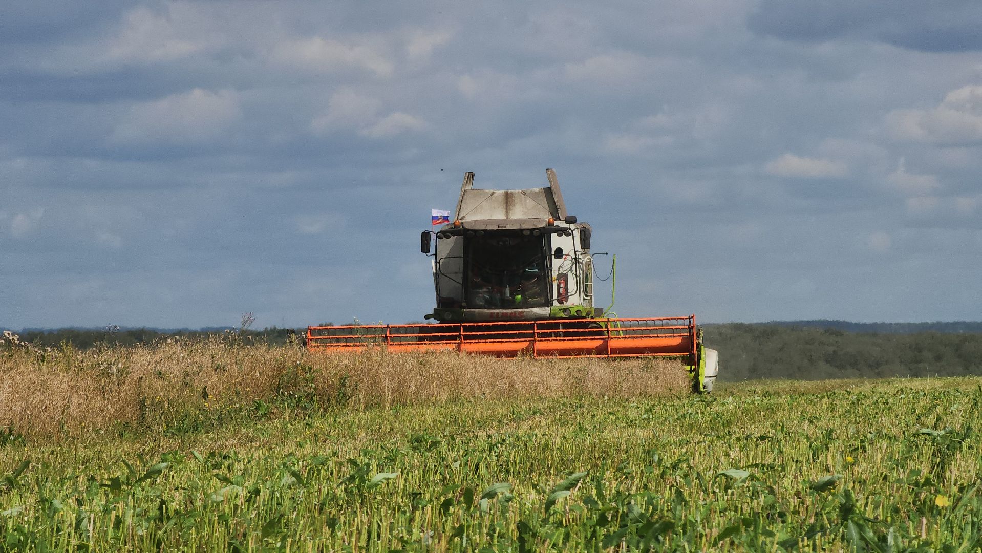 Зарайск, Сельское хозяйство, Уборочная кампания, Туламашагро, Уборка рапса в Зарайске,