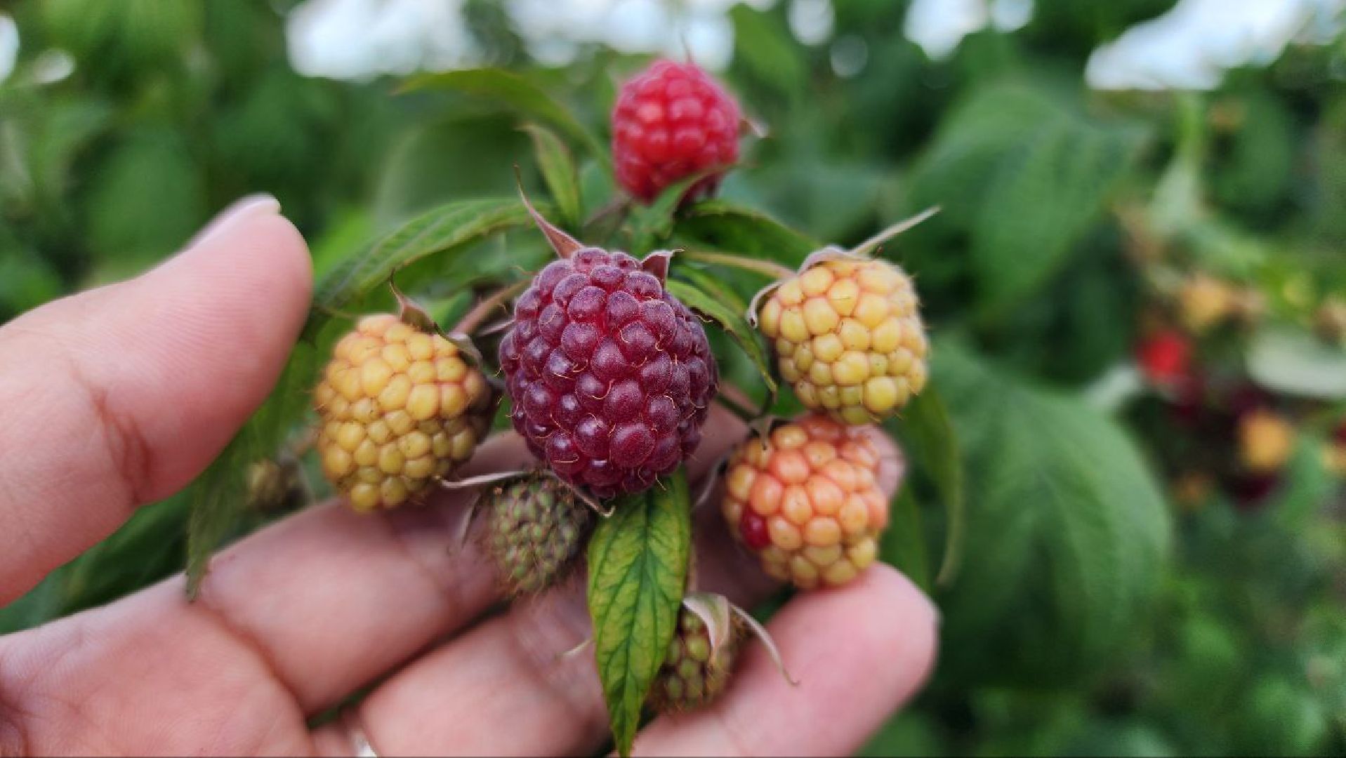 луховицы, сельскоехозяйствоподмосковья,