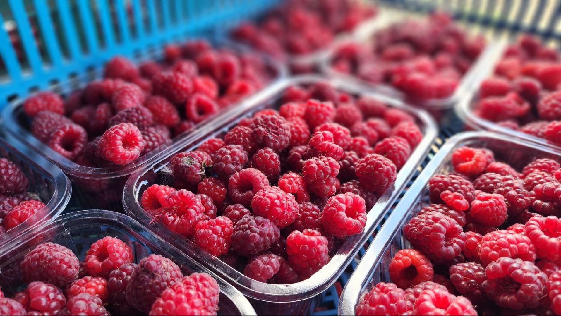 луховицы, сельскоехозяйствоподмосковья,