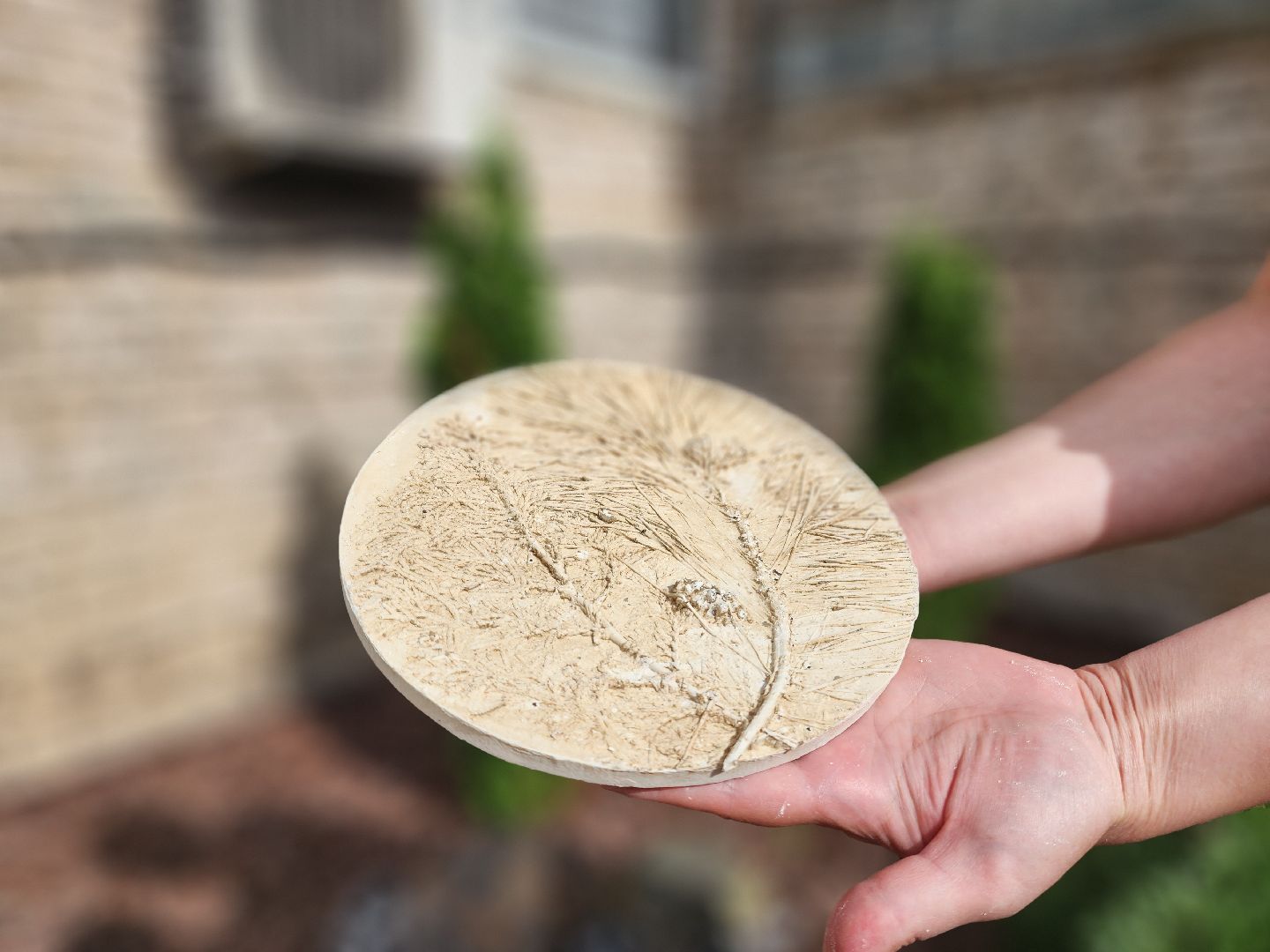 Черноголовка, ботанический барельеф, Мастер-класс,