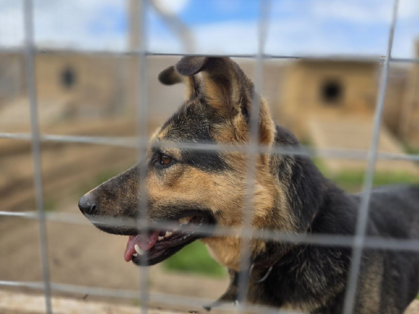 можайск, можайский муниципальный округ, подмосковье,  можайский приют бездомных животных, собаки, общество, помощь приюту,