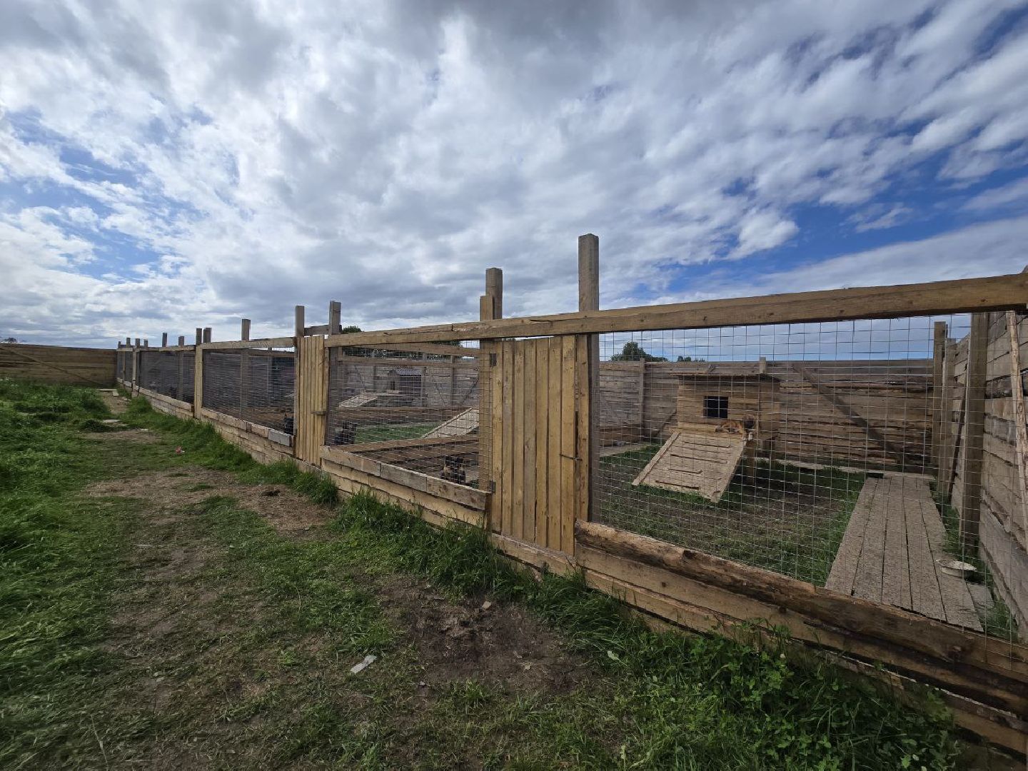 можайск, можайский муниципальный округ, подмосковье,  можайский приют бездомных животных, собаки, общество, помощь приюту,