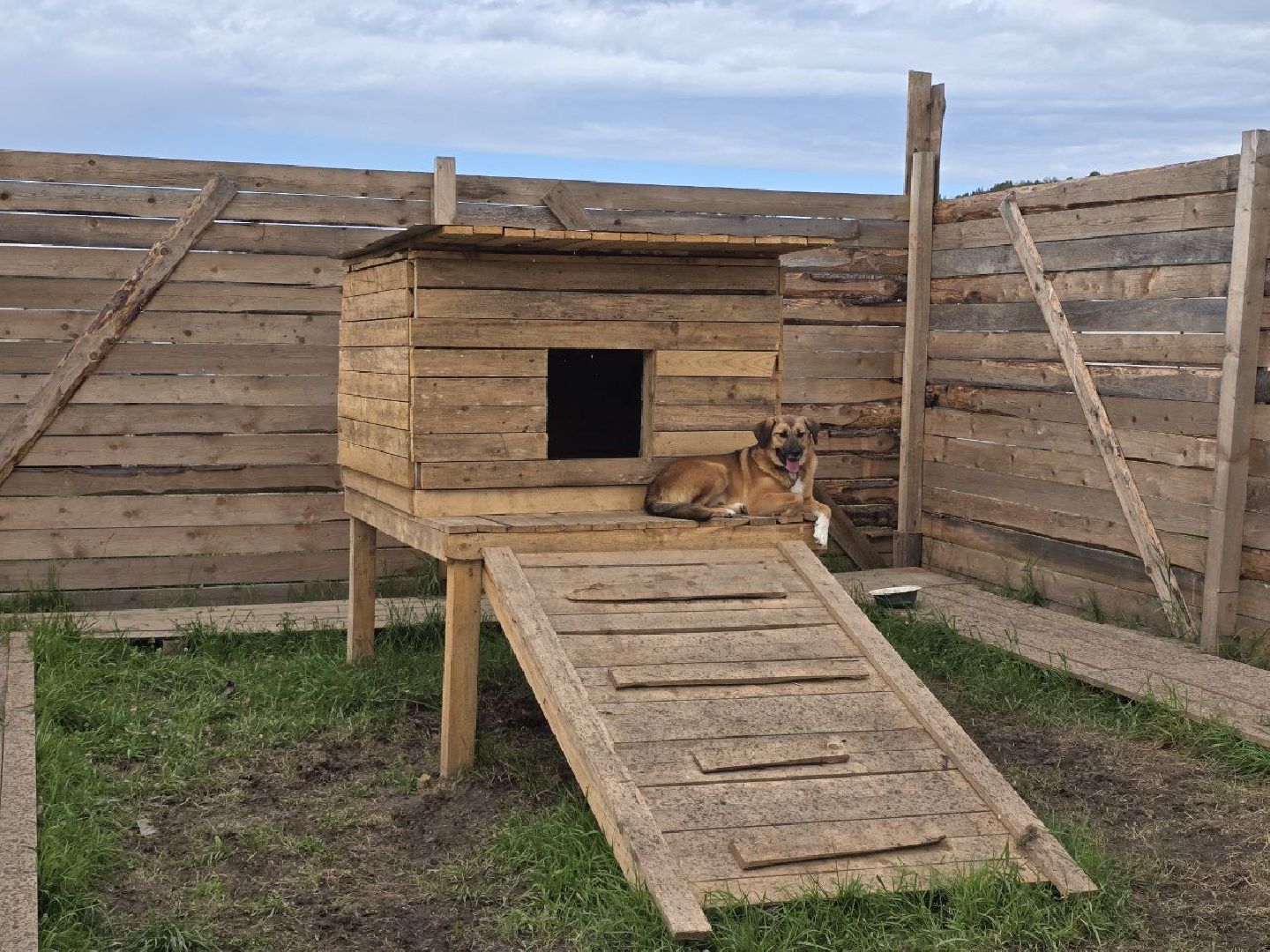 можайск, можайский муниципальный округ, подмосковье,  можайский приют бездомных животных, собаки, общество, помощь приюту,