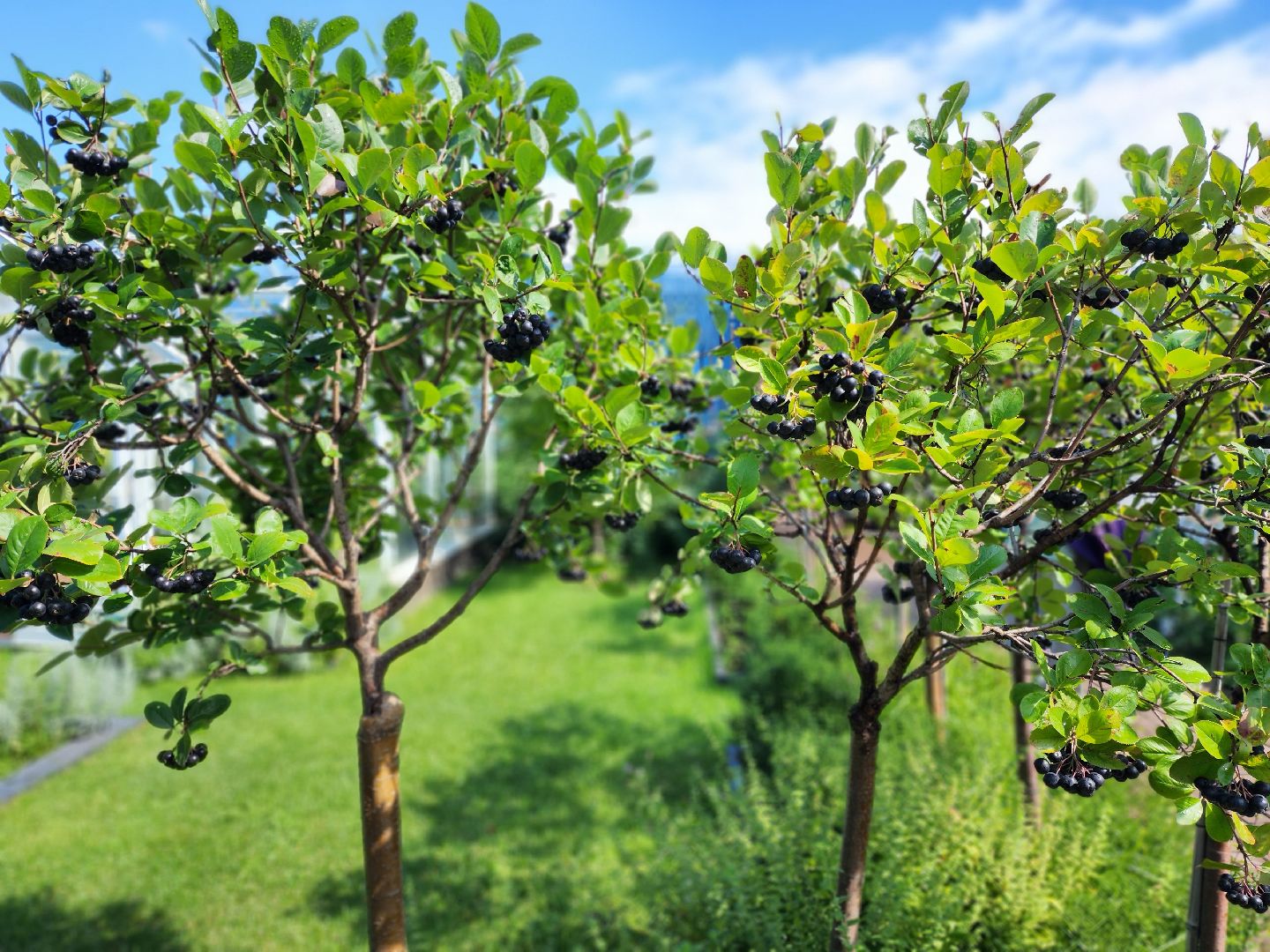 люберцы, сельское хозяйство, питомник агрофирмы поиск,
