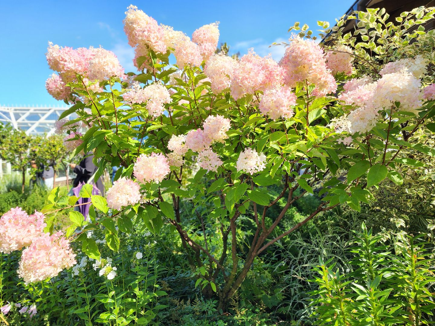 люберцы, сельское хозяйство, питомник агрофирмы поиск,