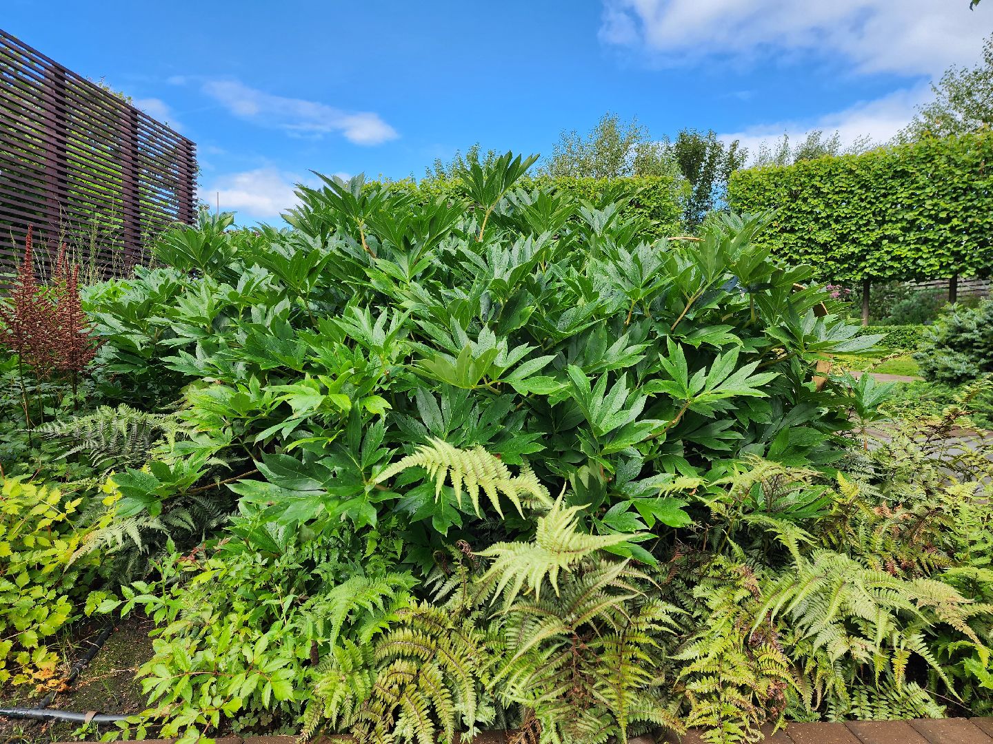 люберцы, сельское хозяйство, питомник агрофирмы поиск,