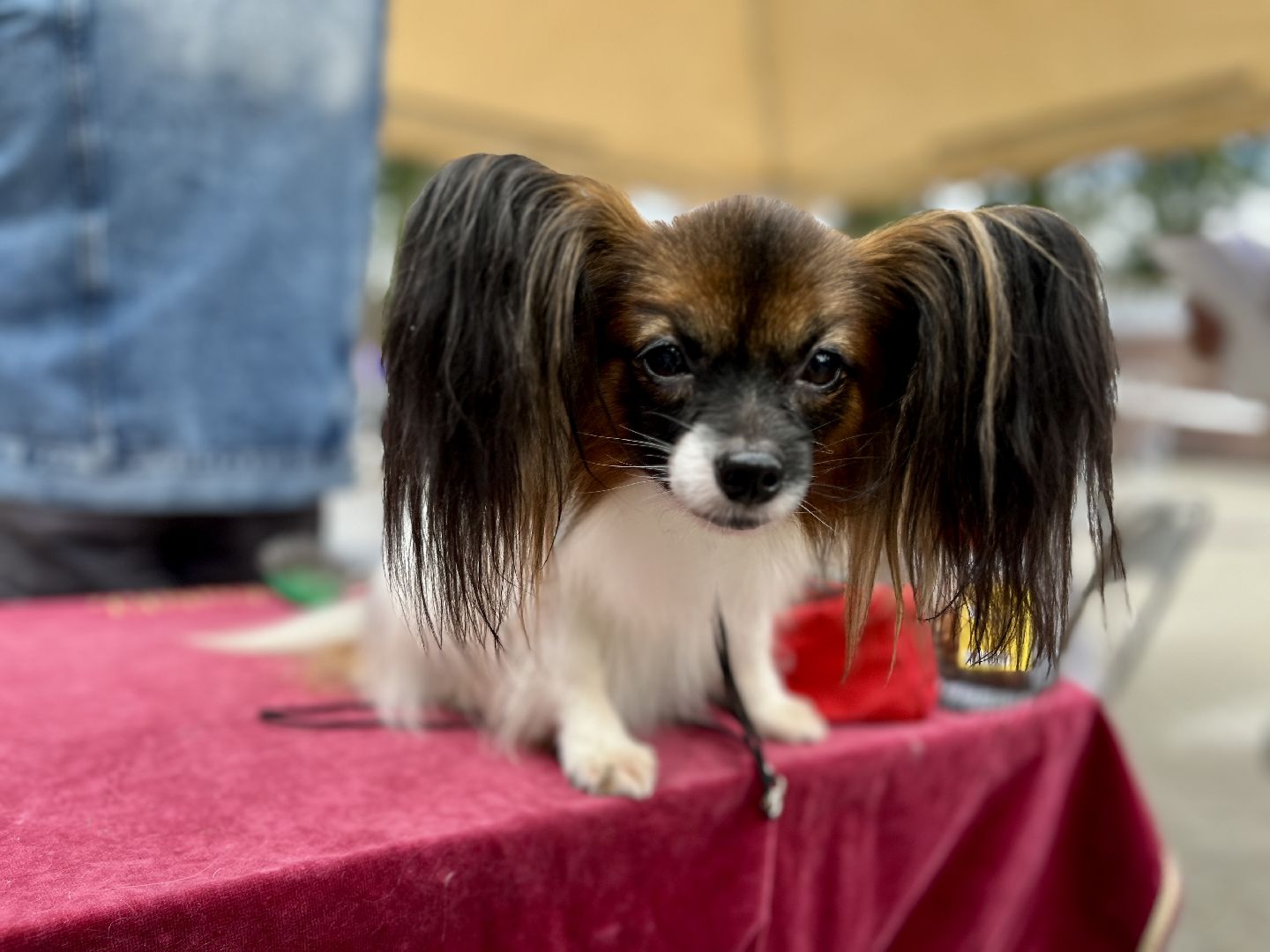 наро-фоминск, выставка собак, нара-дог, наро-фоминский городской округ, центральный парк наро-фоминска,