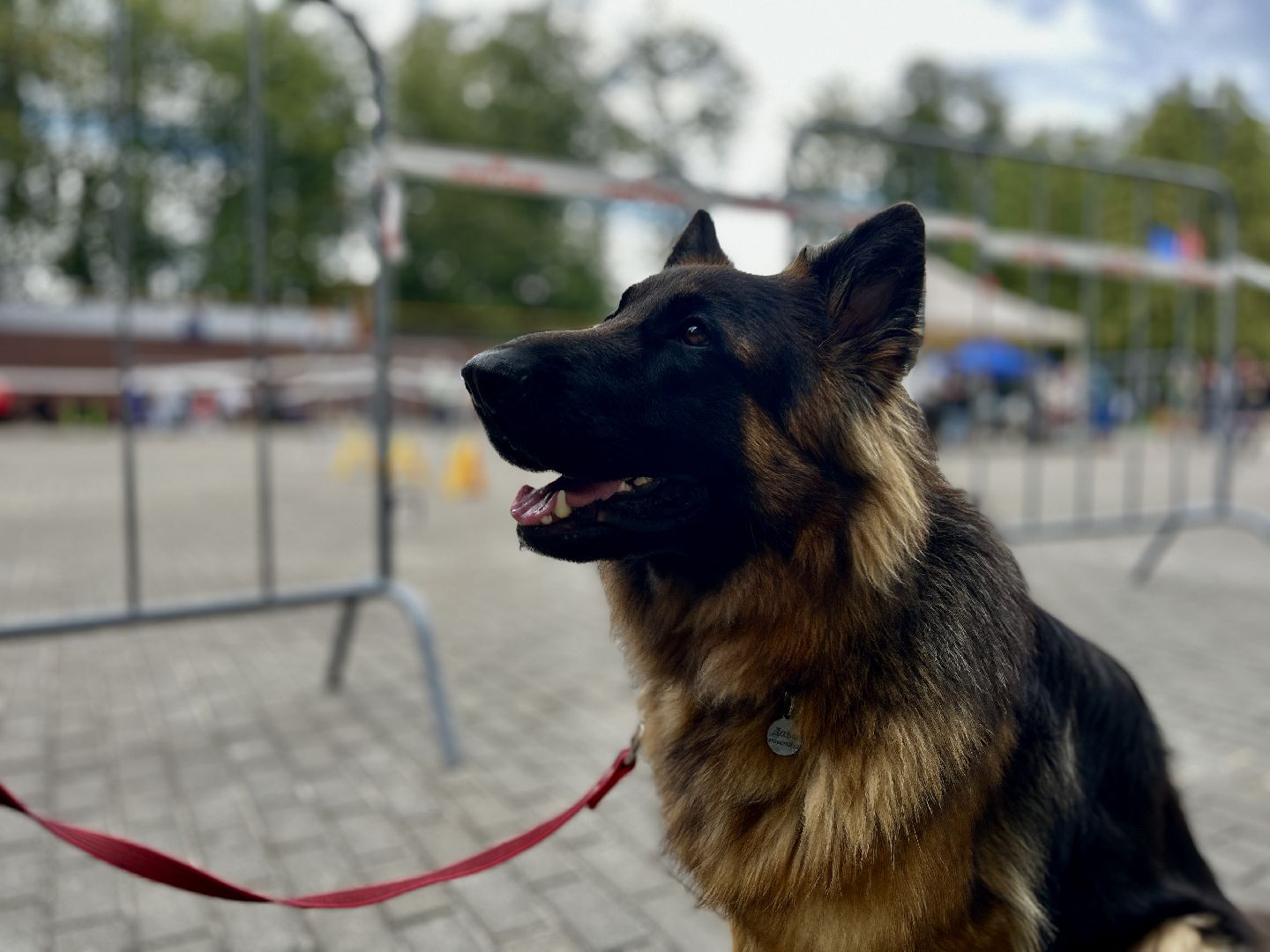 наро-фоминск, выставка собак, нара-дог, наро-фоминский городской округ, центральный парк наро-фоминска,