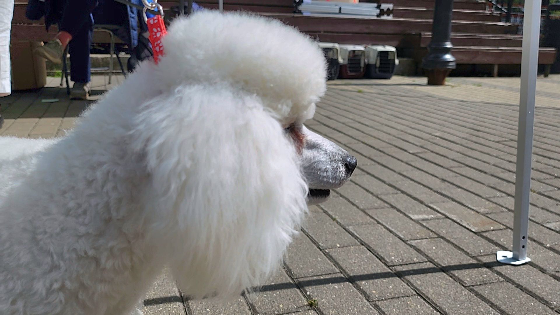 наро-фоминск, выставка собак, нара-дог, наро-фоминский городской округ, центральный парк наро-фоминска,