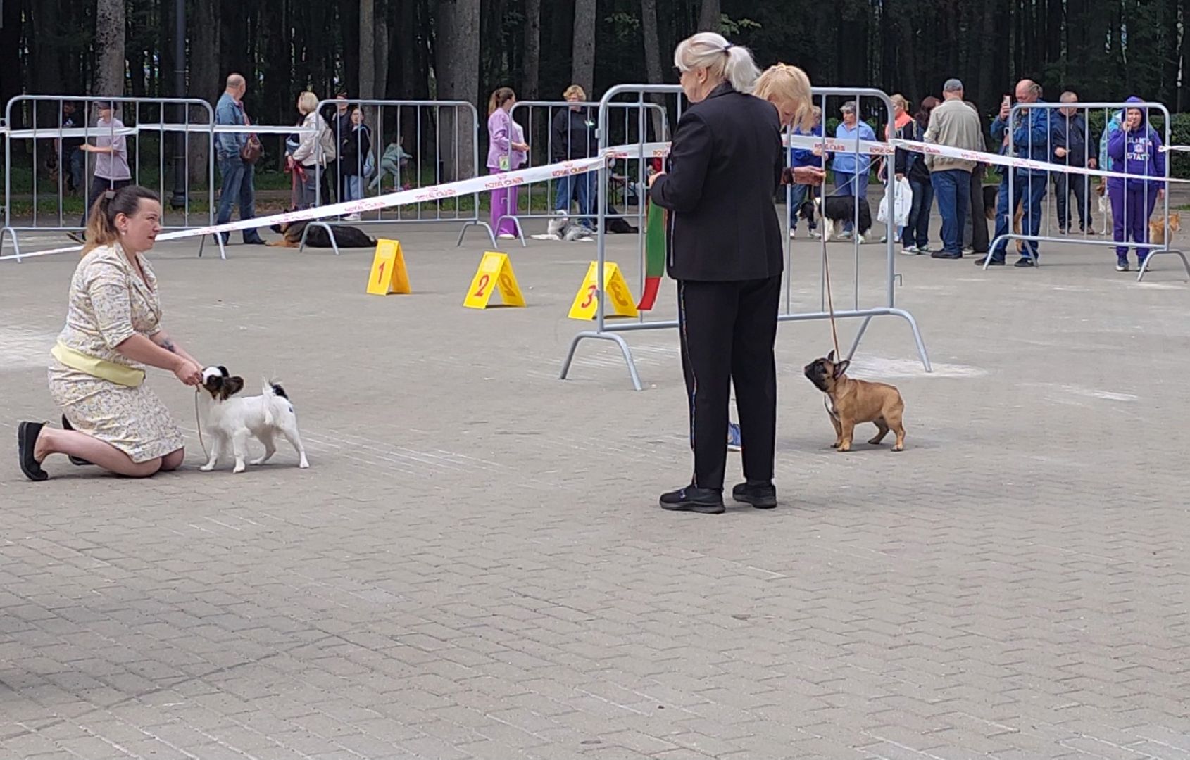 наро-фоминск, выставка собак, нара-дог, наро-фоминский городской округ, центральный парк наро-фоминска,