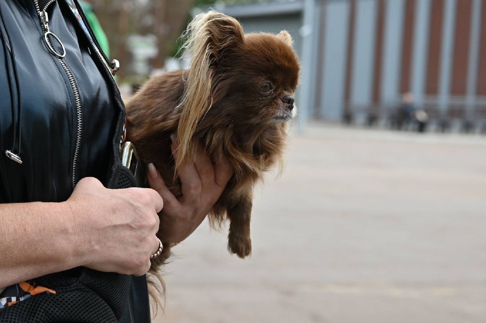 сергиев посад, сергиево-посадский городской округ, скитские пруды, парк скитские пруды, день  российского флага,