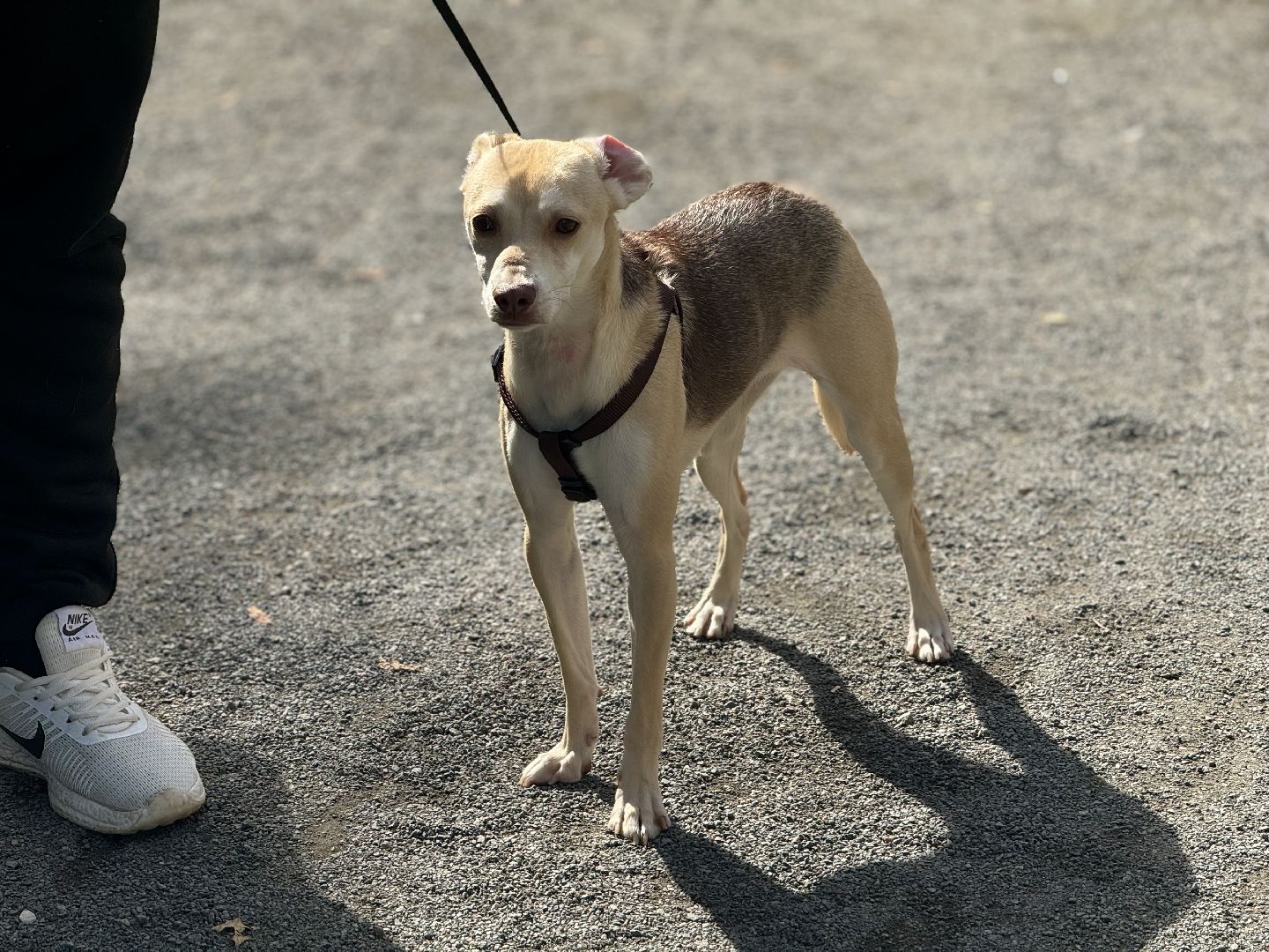 фестиваль животных , собаки в добрые руки, ленинский городской округ, концерт, мастер классы,выставка ,