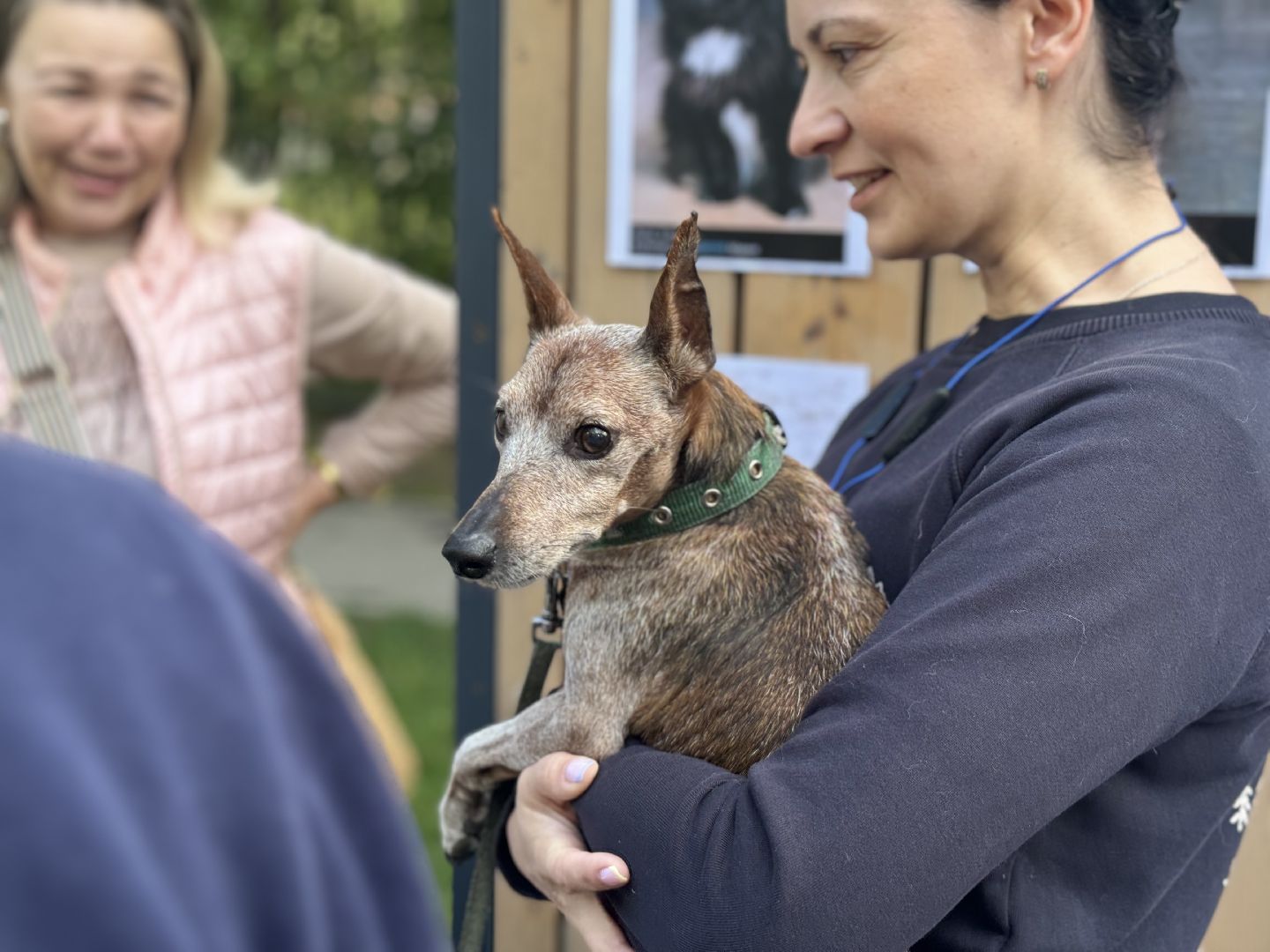 фестиваль животных , собаки в добрые руки, ленинский городской округ, концерт, мастер классы,выставка ,