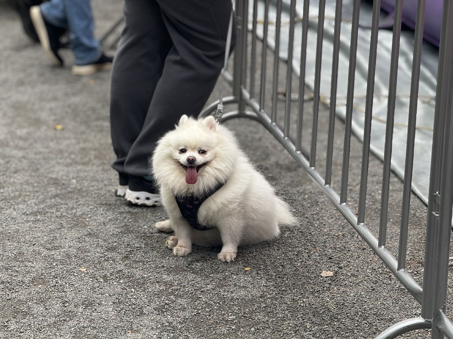 фестиваль животных , собаки в добрые руки, ленинский городской округ, концерт, мастер классы,выставка ,
