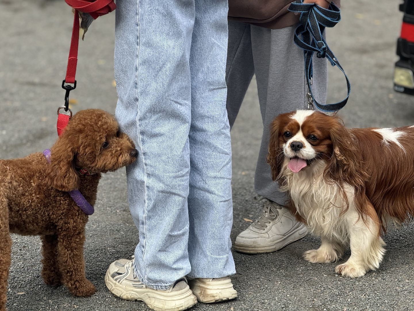 фестиваль животных , собаки в добрые руки, ленинский городской округ, концерт, мастер классы,выставка ,