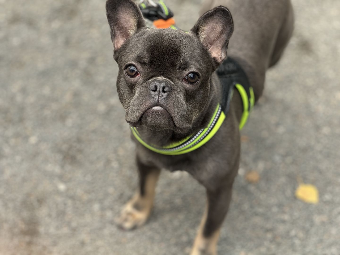 фестиваль животных , собаки в добрые руки, ленинский городской округ, концерт, мастер классы,выставка ,