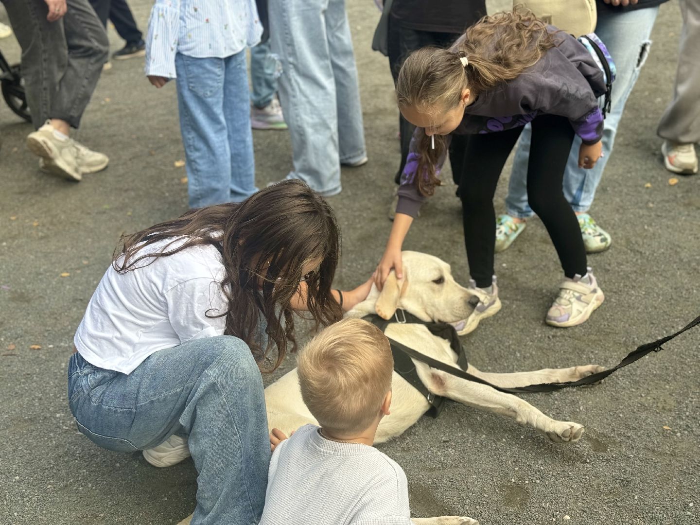 фестиваль животных , собаки в добрые руки, ленинский городской округ, концерт, мастер классы,выставка ,