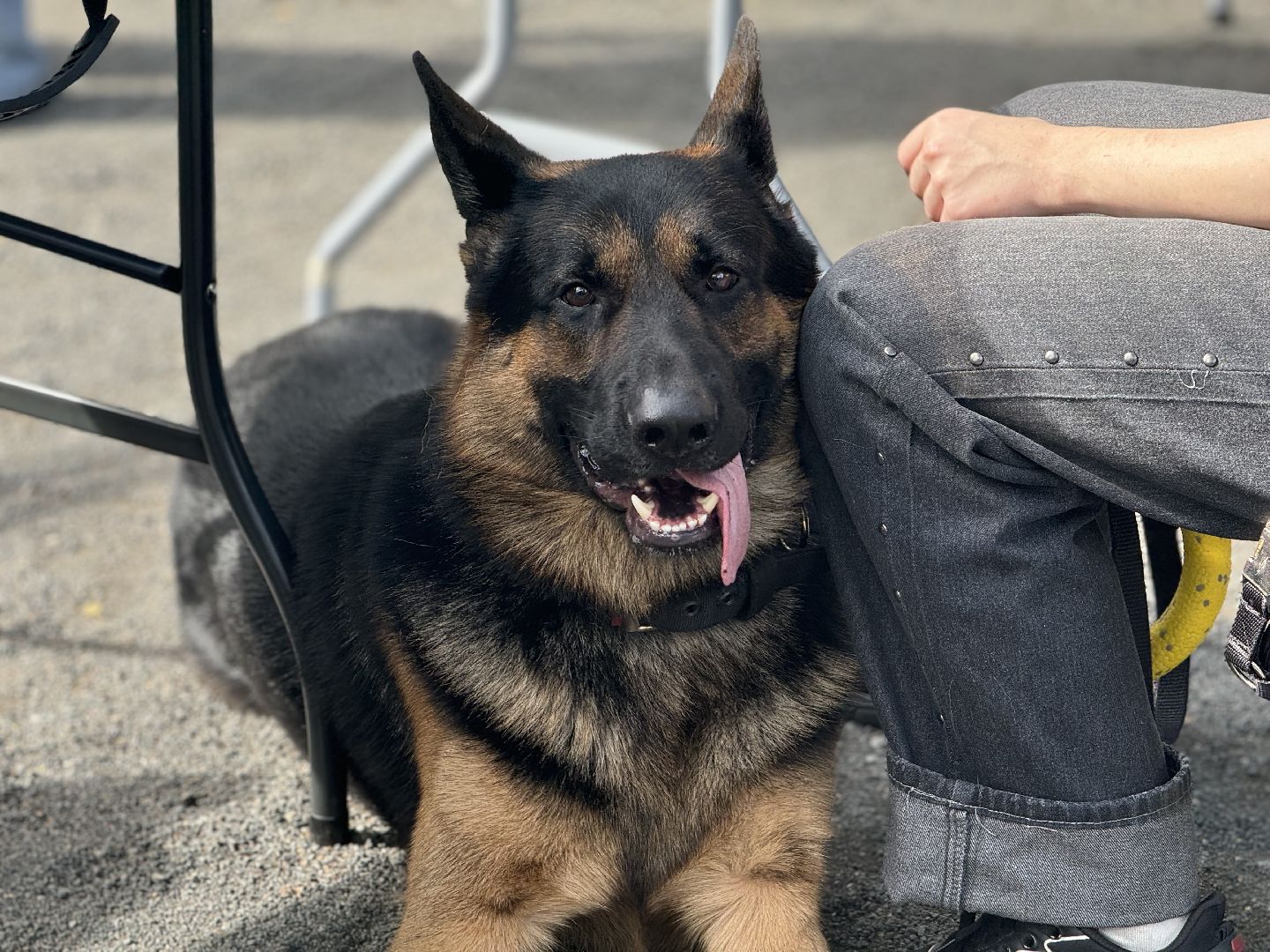 фестиваль животных , собаки в добрые руки, ленинский городской округ, концерт, мастер классы,выставка ,