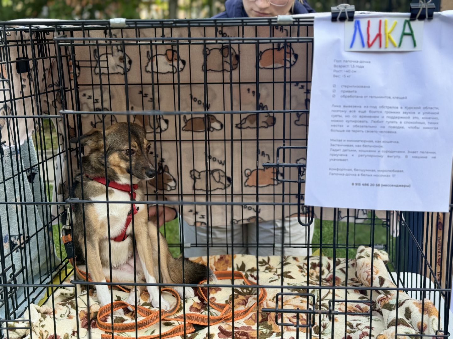 фестиваль животных , собаки в добрые руки, ленинский городской округ, концерт, мастер классы,выставка ,