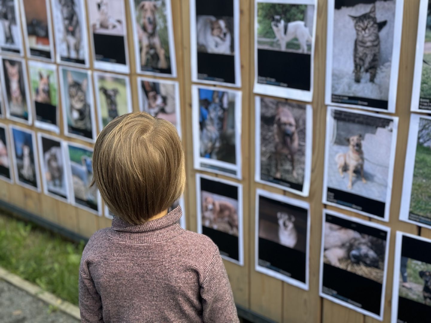 фестиваль животных , собаки в добрые руки, ленинский городской округ, концерт, мастер классы,выставка ,
