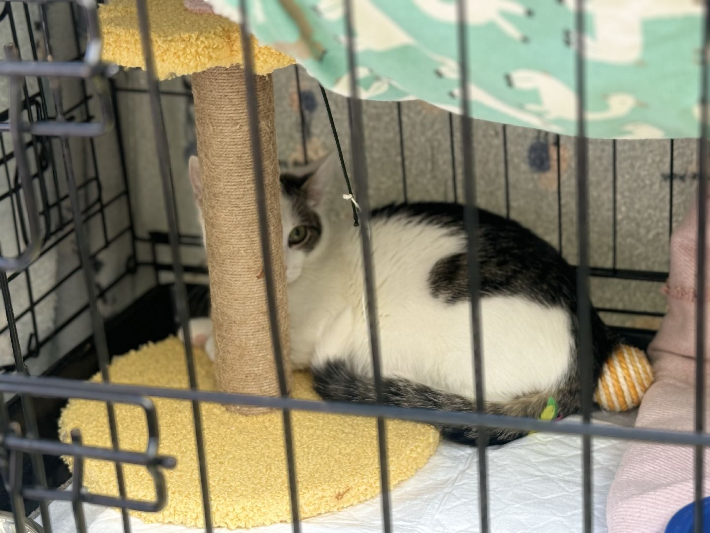 фестиваль животных , собаки в добрые руки, ленинский городской округ, концерт, мастер классы,выставка ,