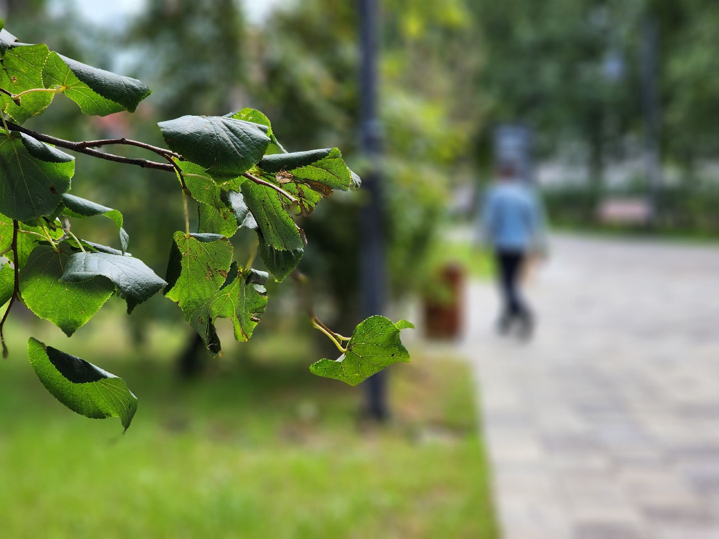 благоустройство, реконструкция, сквер бугрова, ногинск, богородский городской округ,