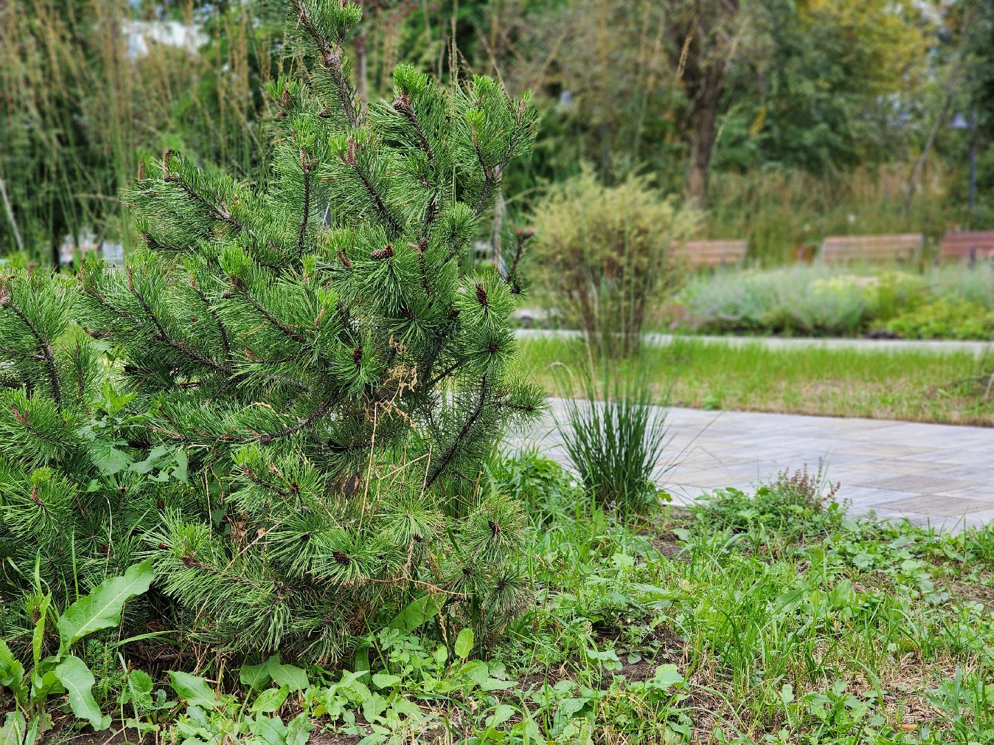 благоустройство, реконструкция, сквер бугрова, ногинск, богородский городской округ,