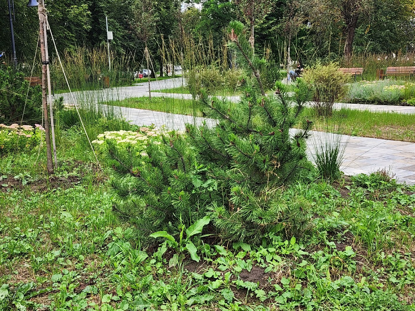 благоустройство, реконструкция, сквер бугрова, ногинск, богородский городской округ,
