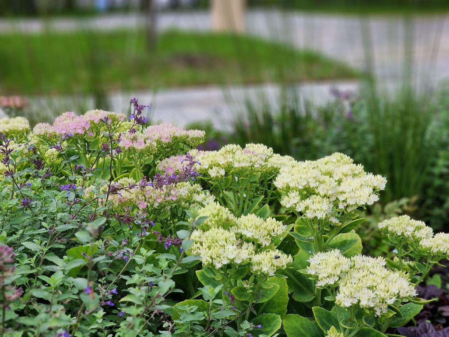 благоустройство, реконструкция, сквер бугрова, ногинск, богородский городской округ,