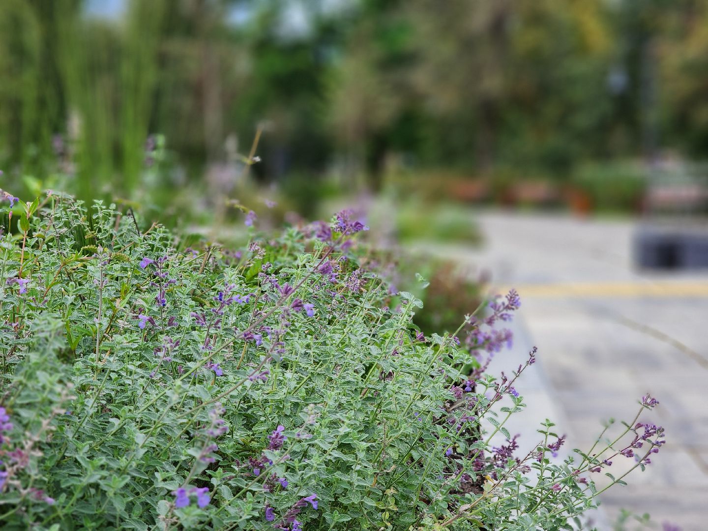 благоустройство, реконструкция, сквер бугрова, ногинск, богородский городской округ,