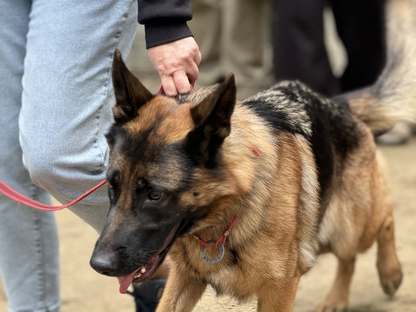 фестиваль животных , ленинский городской округ, соревнования собак, мастер класс,