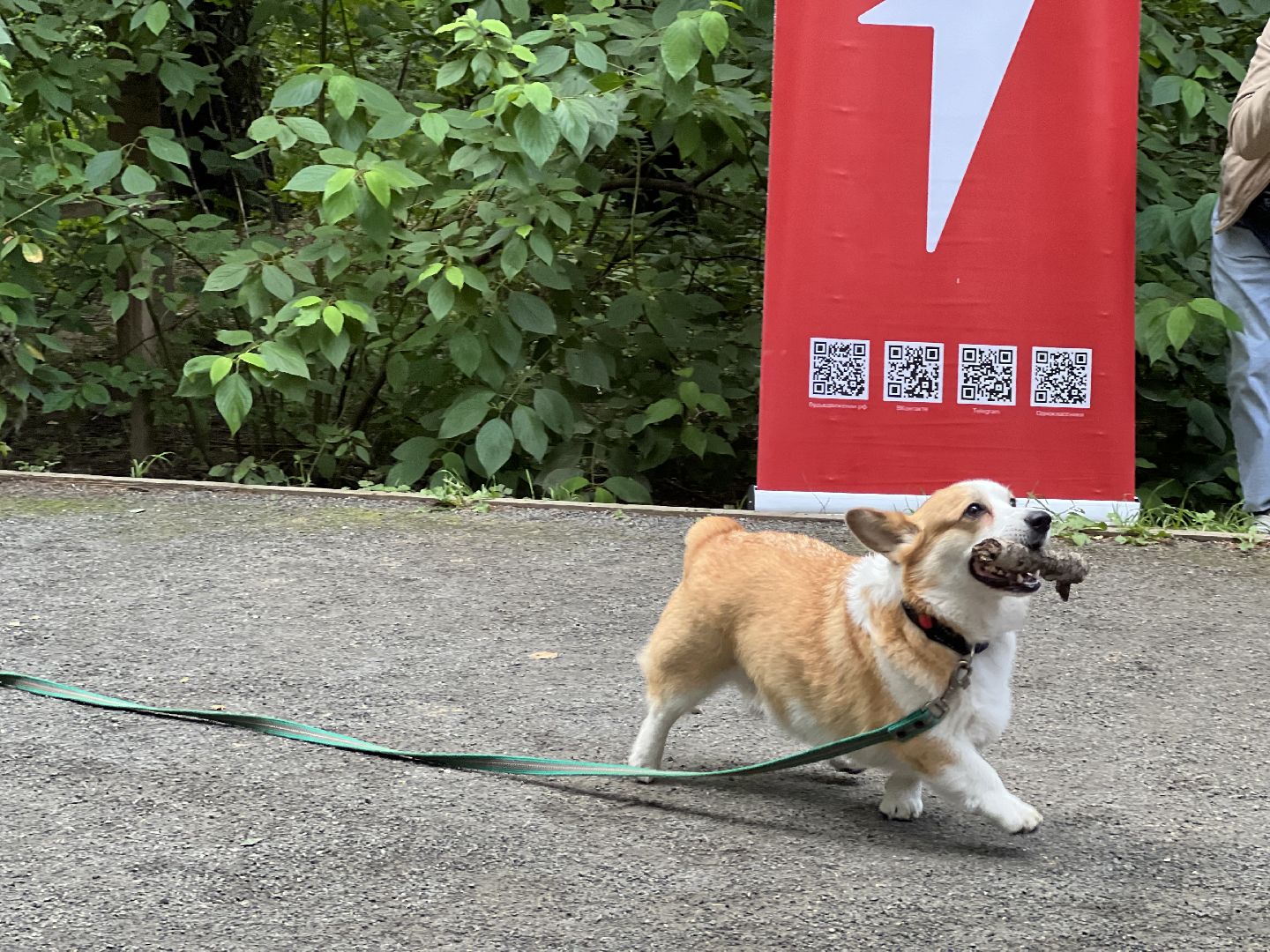 фестиваль животных , ленинский городской округ, соревнования собак, мастер класс,