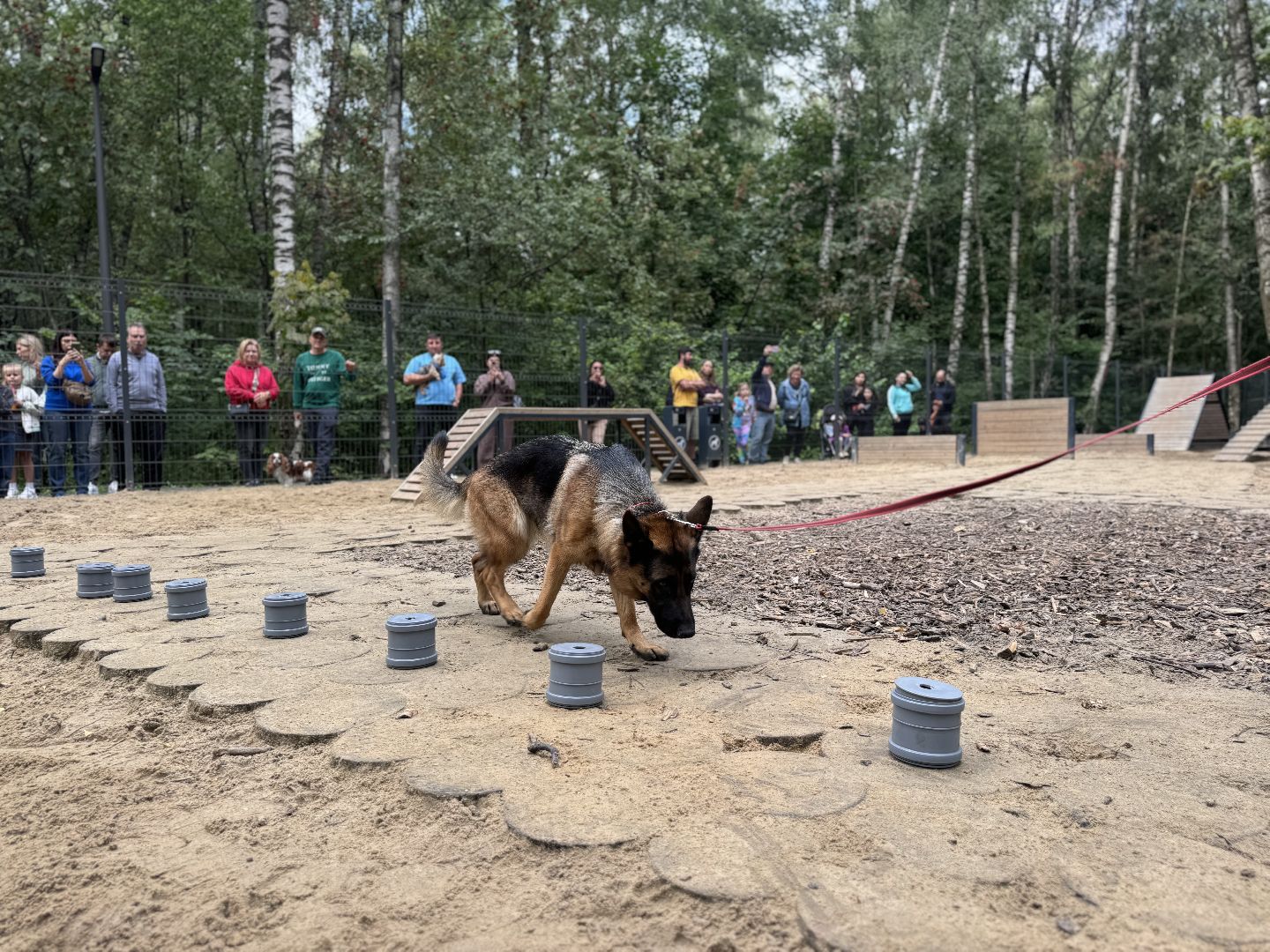 фестиваль животных , ленинский городской округ, соревнования собак, мастер класс,