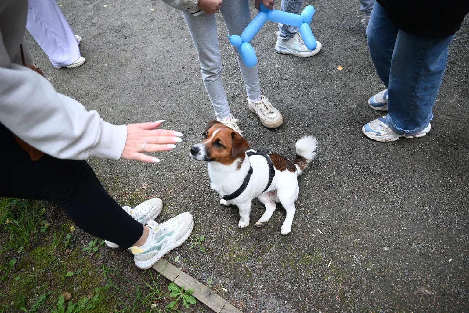 фестиваль животных , ленинский городской округ, соревнования собак, мастер класс,