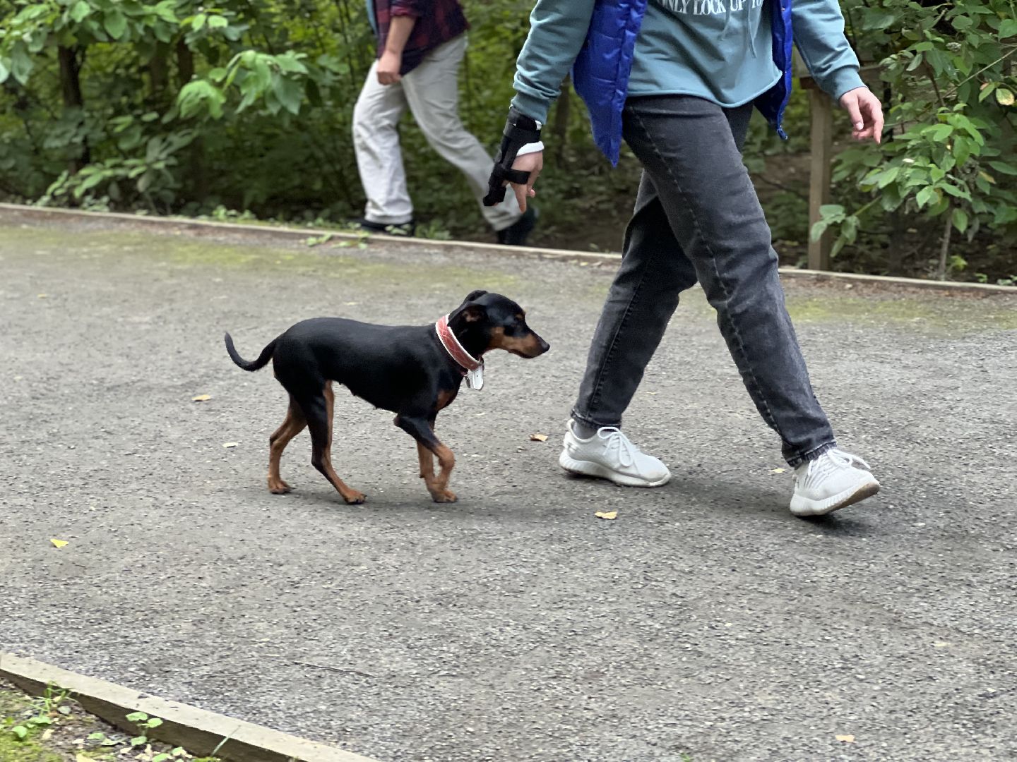 фестиваль животных , ленинский городской округ, соревнования собак, мастер класс,