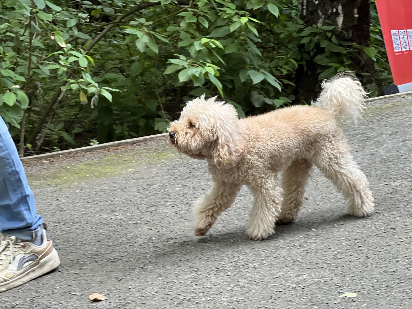 фестиваль животных , ленинский городской округ, соревнования собак, мастер класс,