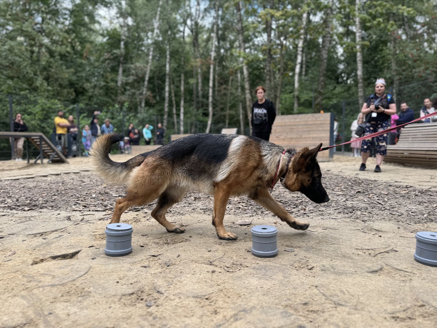 фестиваль животных , ленинский городской округ, соревнования собак, мастер класс,