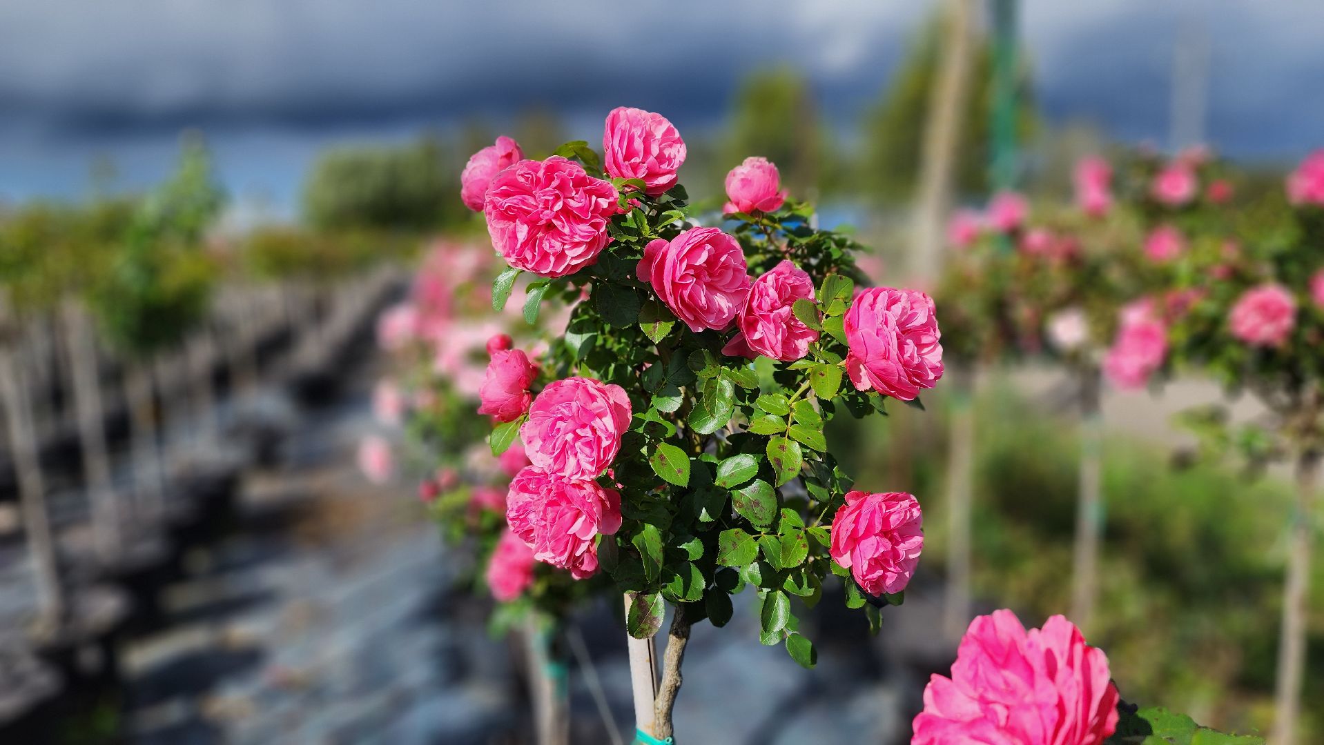 солнечногорск, русроза, цветочный питомник, алтай,