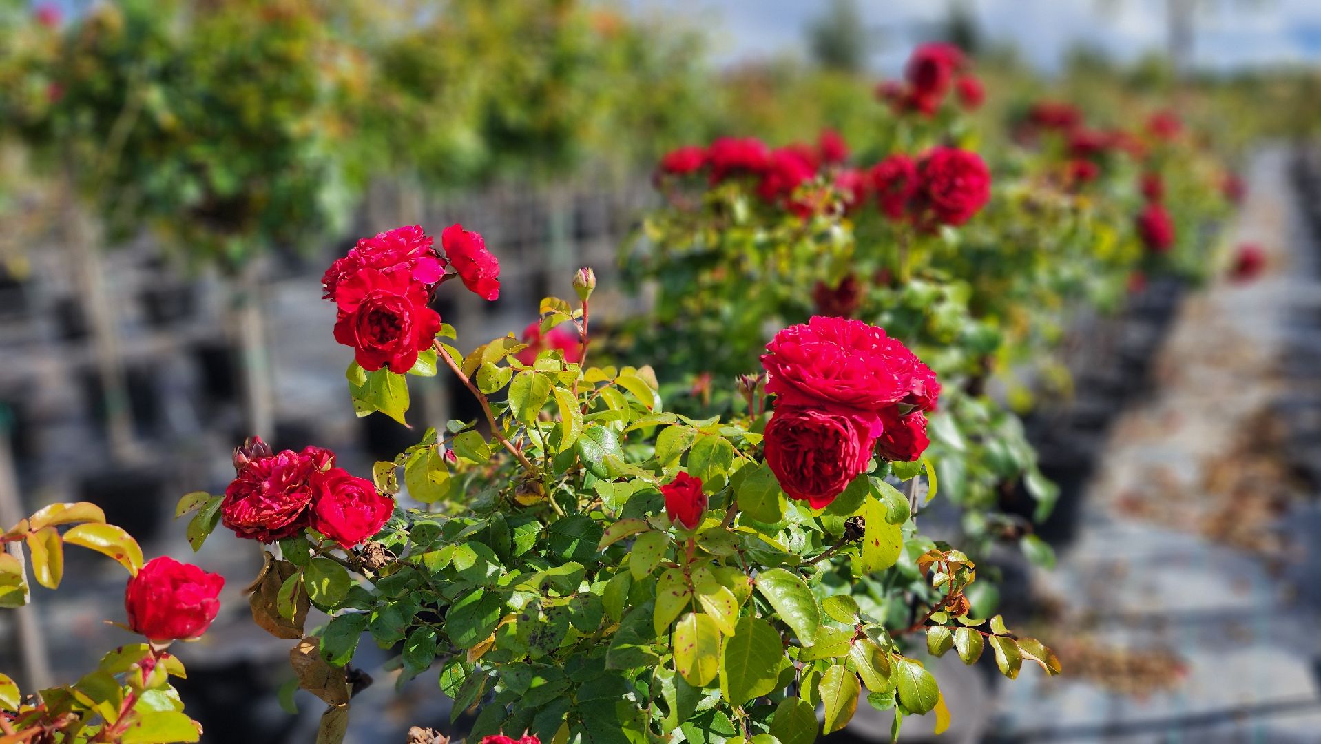 солнечногорск, русроза, цветочный питомник, алтай,