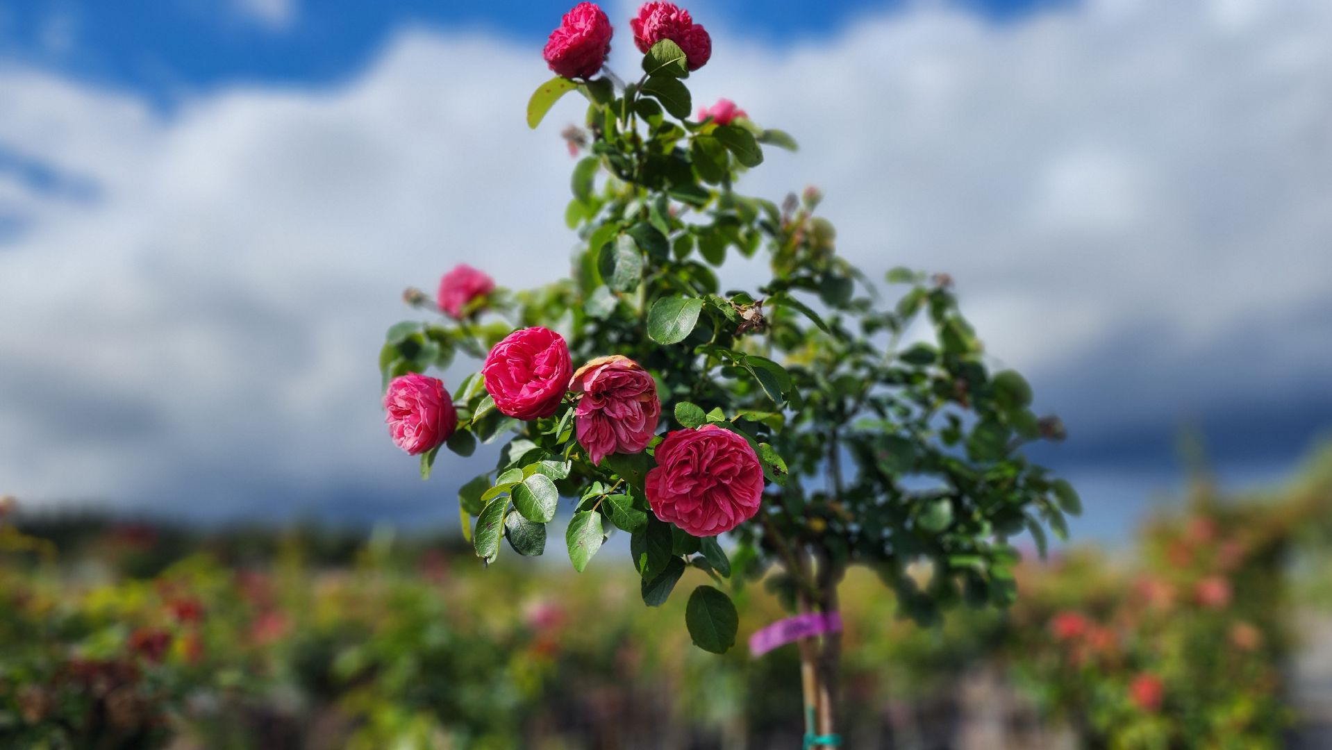 солнечногорск, русроза, цветочный питомник, алтай,
