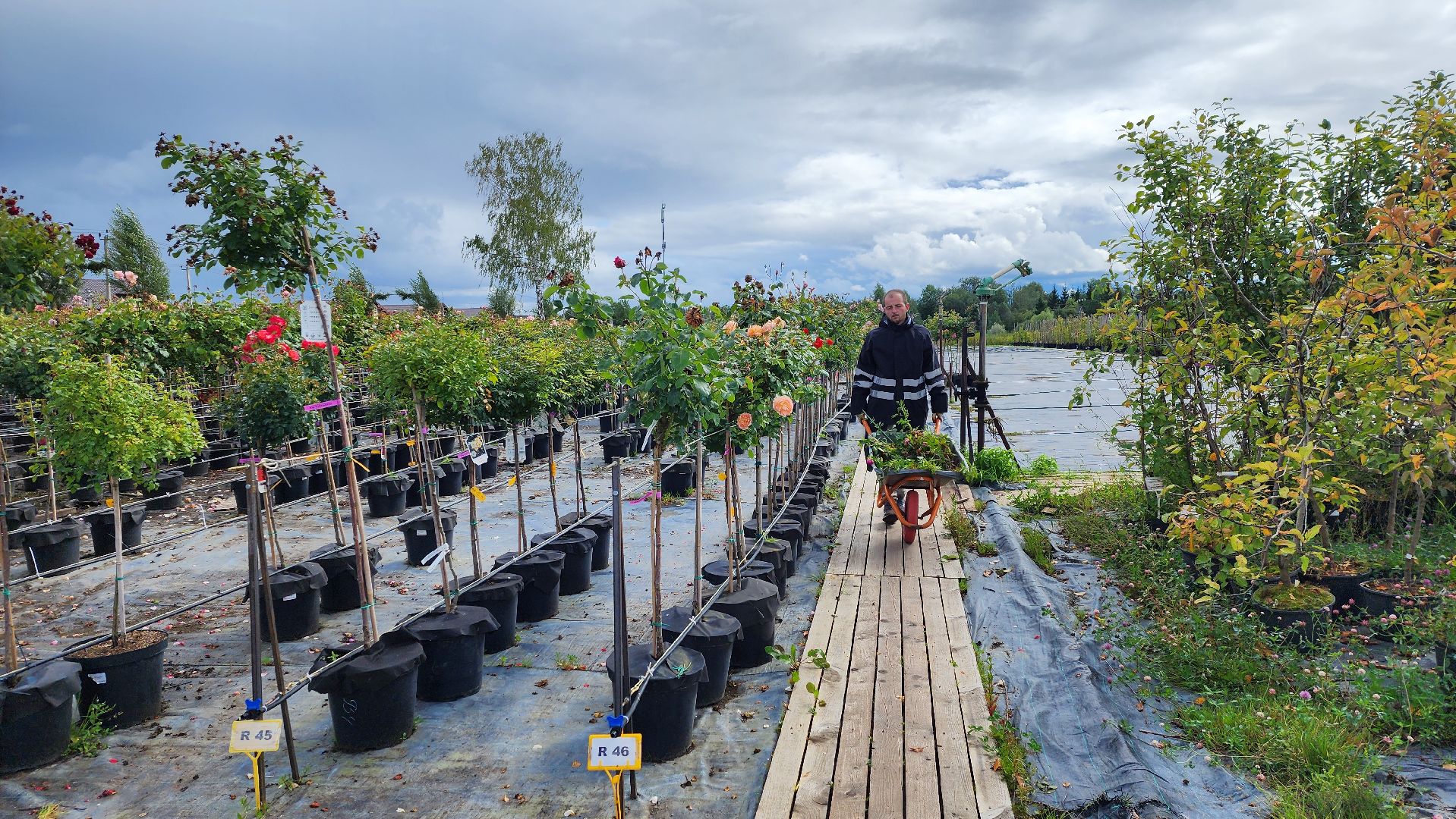 солнечногорск, русроза, цветочный питомник, алтай,
