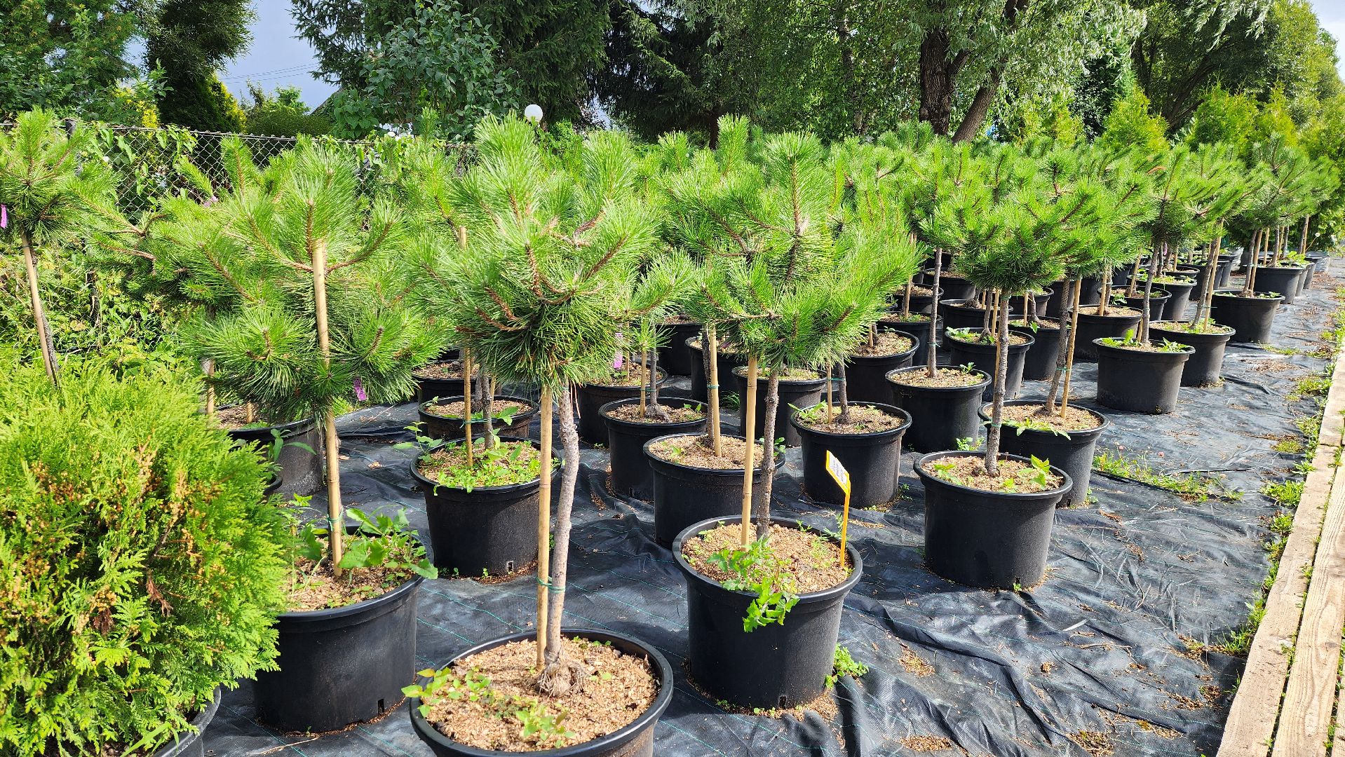 солнечногорск, русроза, цветочный питомник, франция, розы,