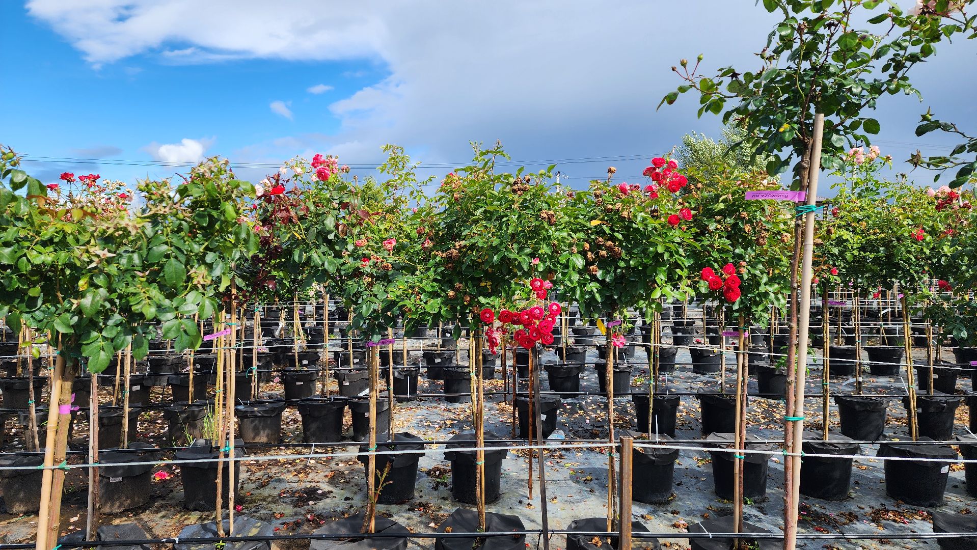 солнечногорск, русроза, цветочный питомник, франция, розы,