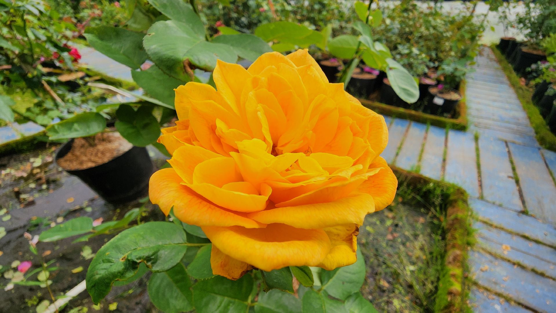 солнечногорск, русроза, цветочный питомник, франция, розы,