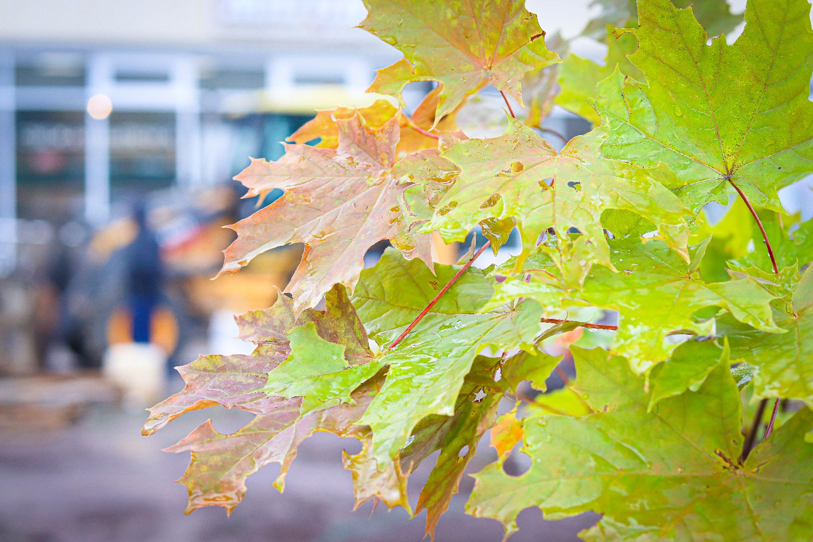 клин, общество, благоустройство,