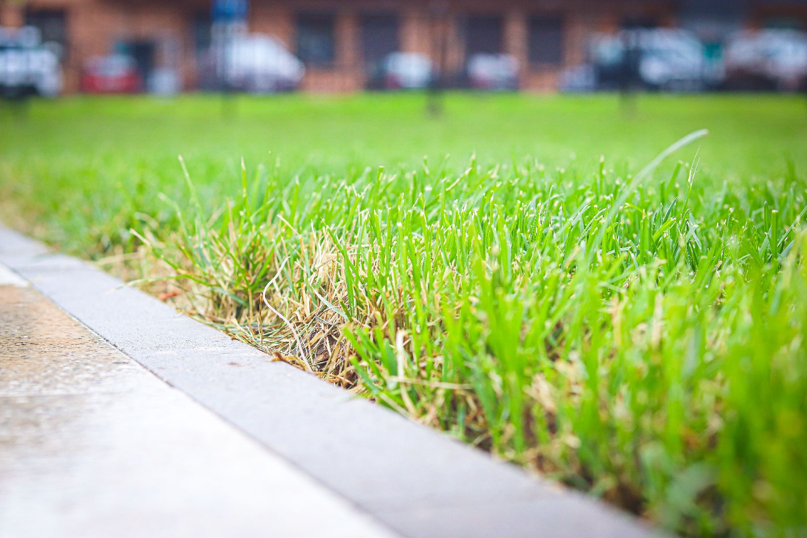 клин, общество, благоустройство,