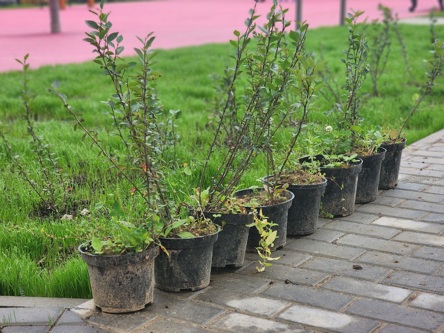 королёв, школа 1 в королеве, благоустройство территории школы королева,