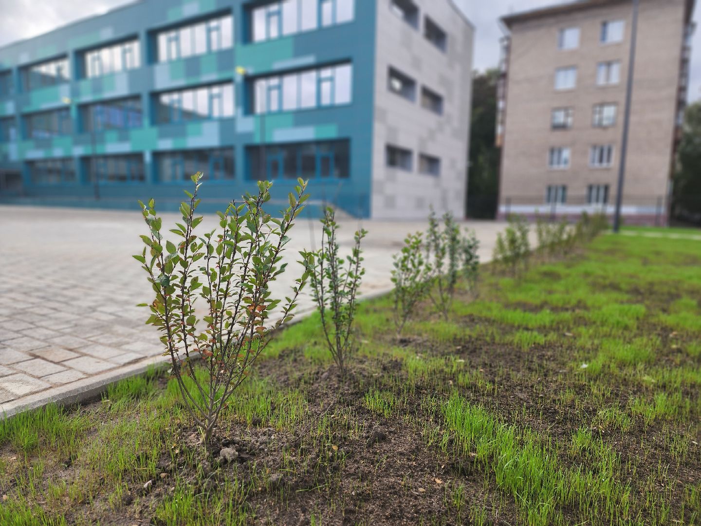 королёв, школа 1 в королеве, благоустройство территории школы королева,