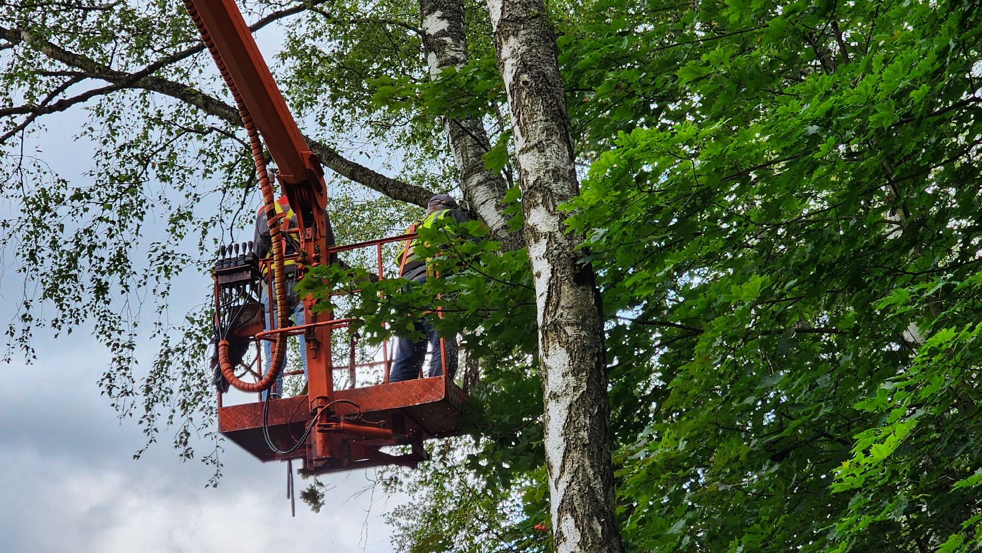 истра, аварийные деревья, благоустройство, добродел,